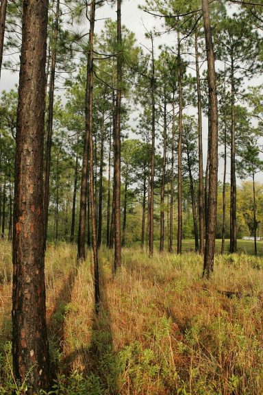 savanna-pine-wet-forest-landscapes-nature
