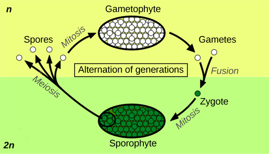 Schematic diagram of the alternation of generation