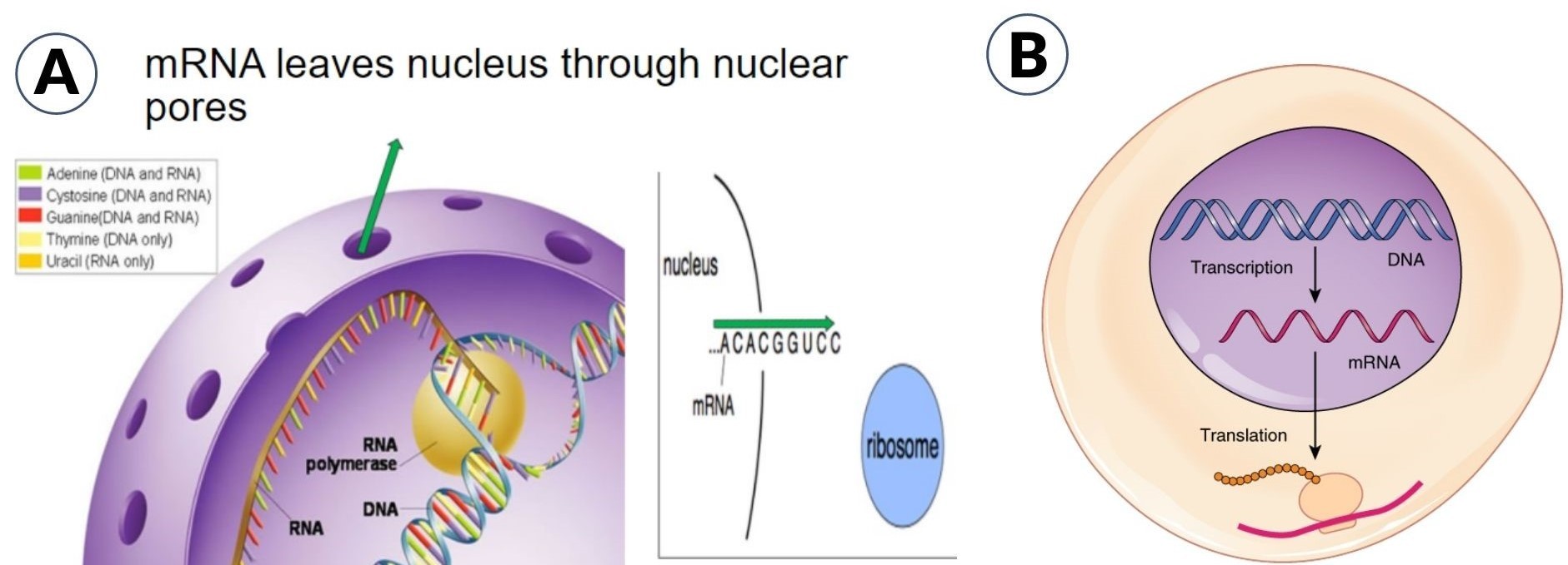 schematic diagram of transcription and transcription