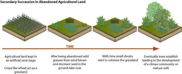 secondary succession in the abandoned cropland