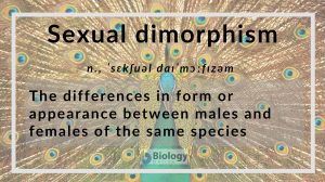 sexual dimorphism definition