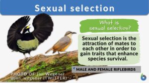 sexual selection definition and example