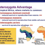 sickle cell trait and malaria