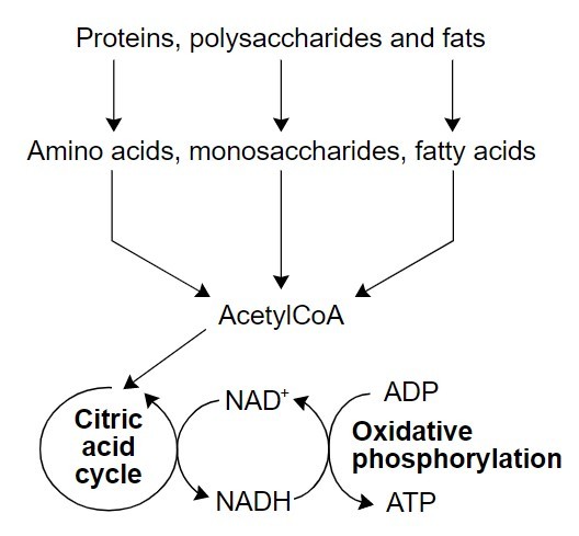 simple outline of catabolism