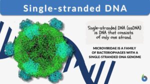 single-stranded DNA definition and example