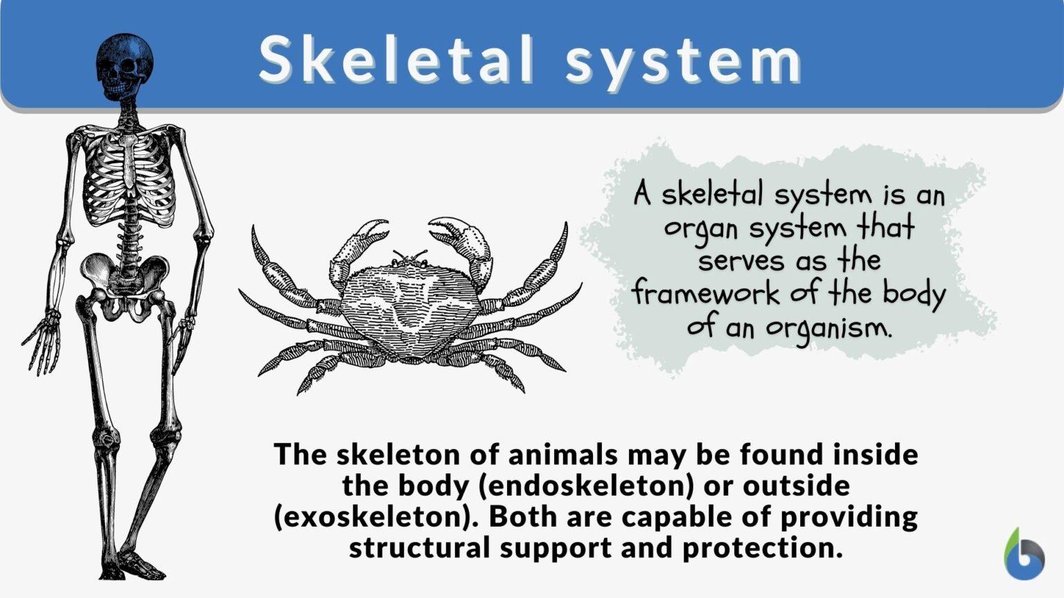 Skeletal system Definition and Examples Biology Online Dictionary