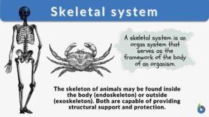 skeletal system definition and examples