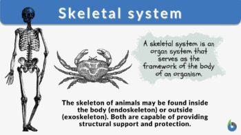 skeletal system definition and examples
