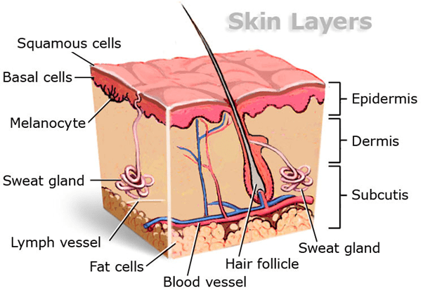 skin anatomy and layers