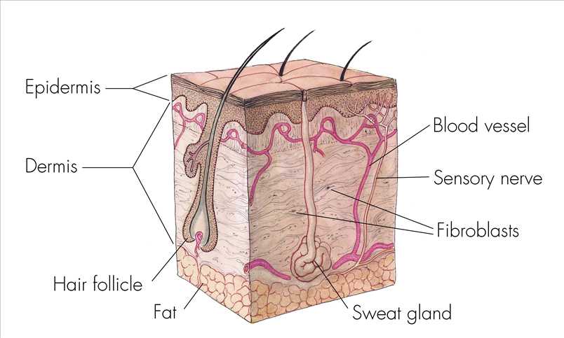 skin with labeled parts diagram