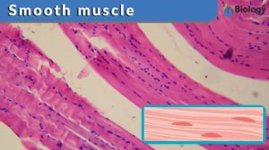 smooth muscle definition