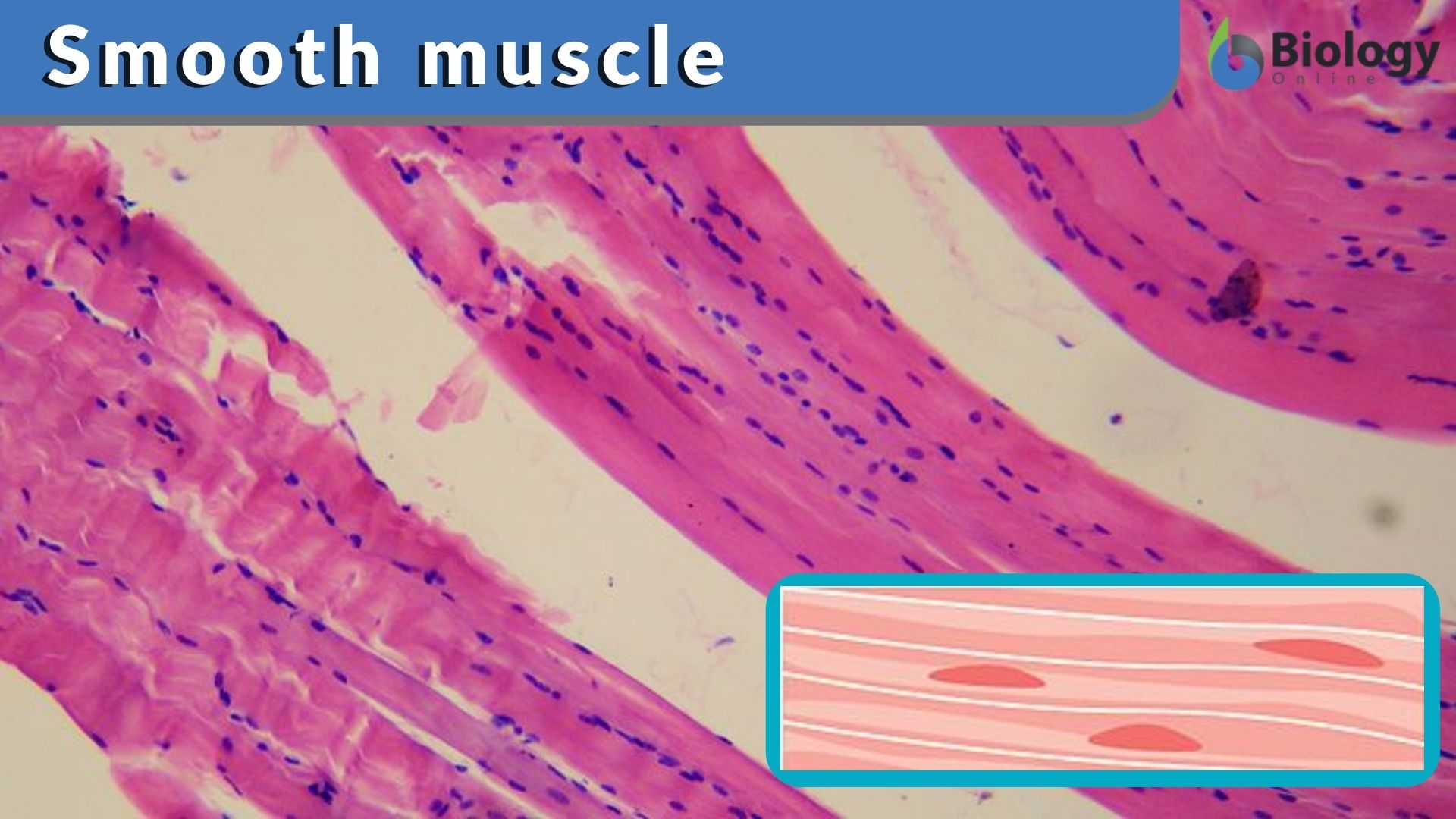 Smooth muscle, anatomy