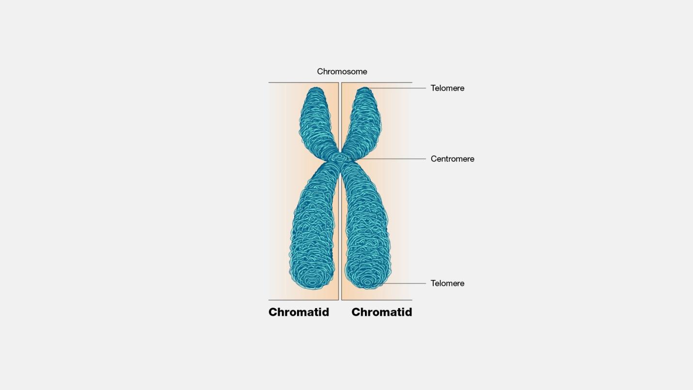 snapshot of different chromosomal regions.