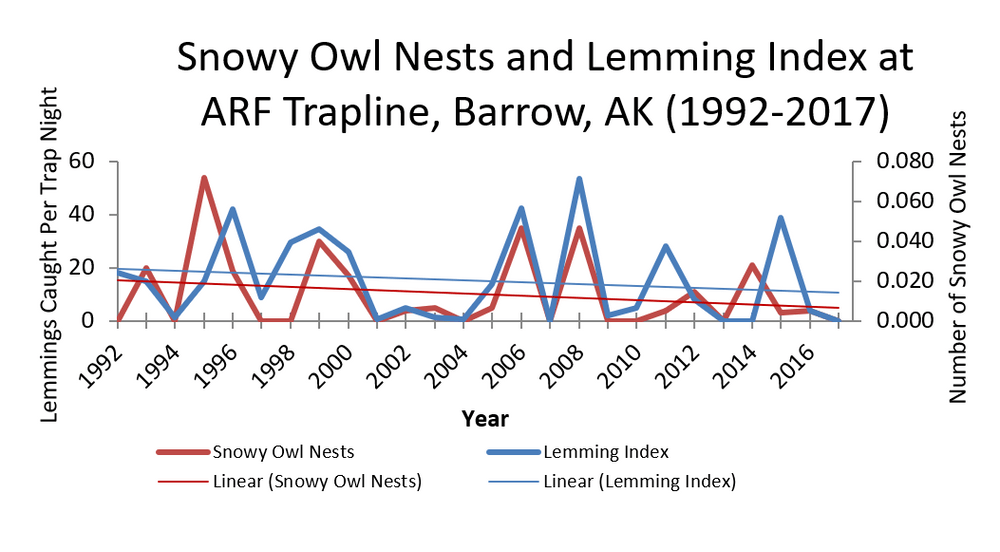 snowy owls and lemmings population graph