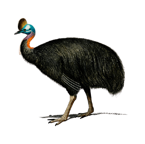 Southern cassowary