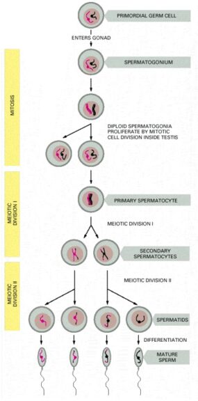 spermatogenesis diagram