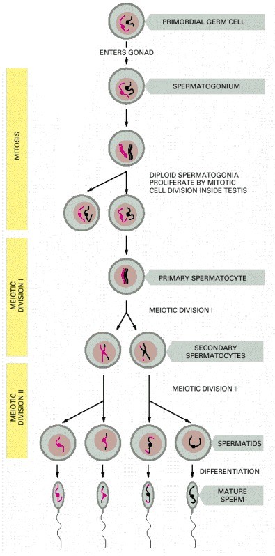 spermatogenesis diagram
