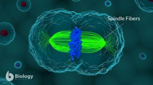 spindle-fibers