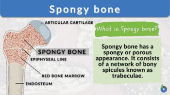 spongy bone definition and example