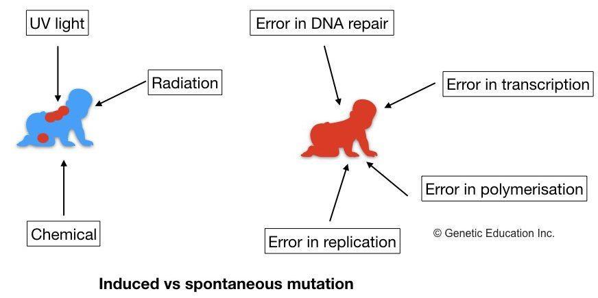 spontaneous and induced mutations