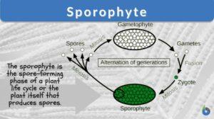 sporophyte definition and example