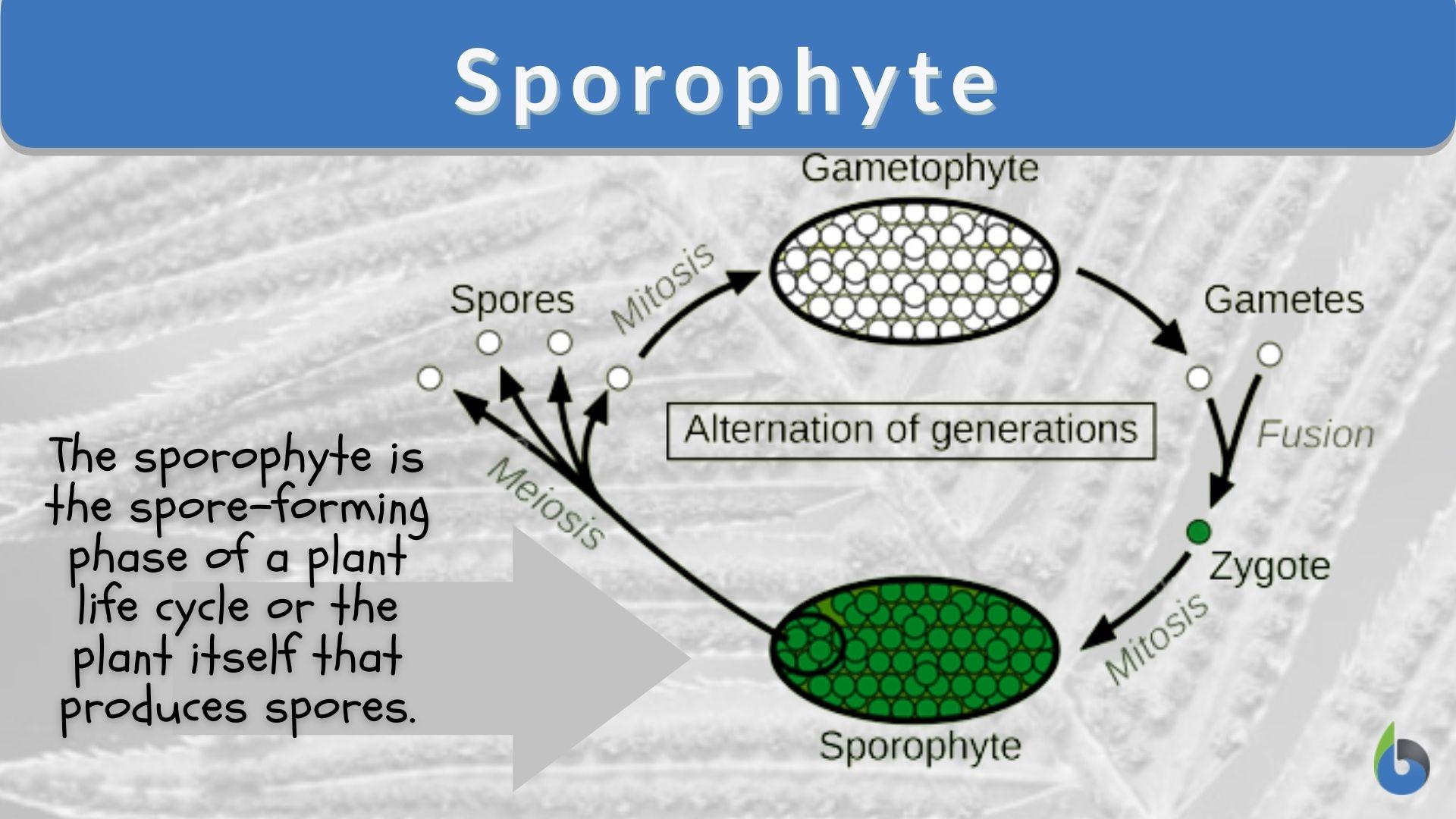 chef midlertidig Grunde Sporophyte Definition and Examples - Biology Online Dictionary