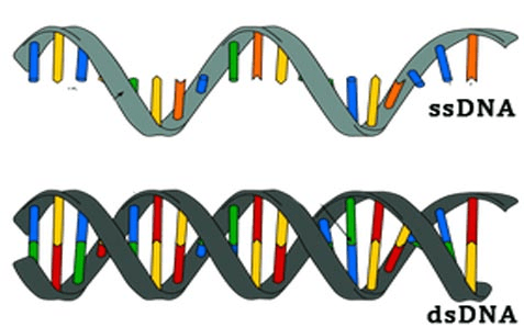ssDNA and dsDNA