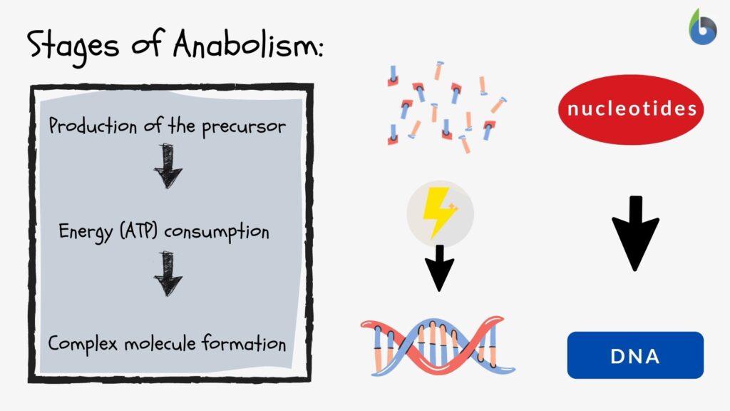 stages of anabolism - DNA synthesis example