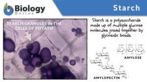 starch definition and examples