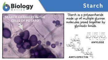 Starch Definition and Examples - Biology Online Dictionary