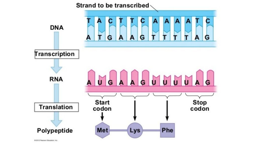 Codon Definition And Examples Biology Online Dictionary codon-definition-and-examples-biology-online-dictionary