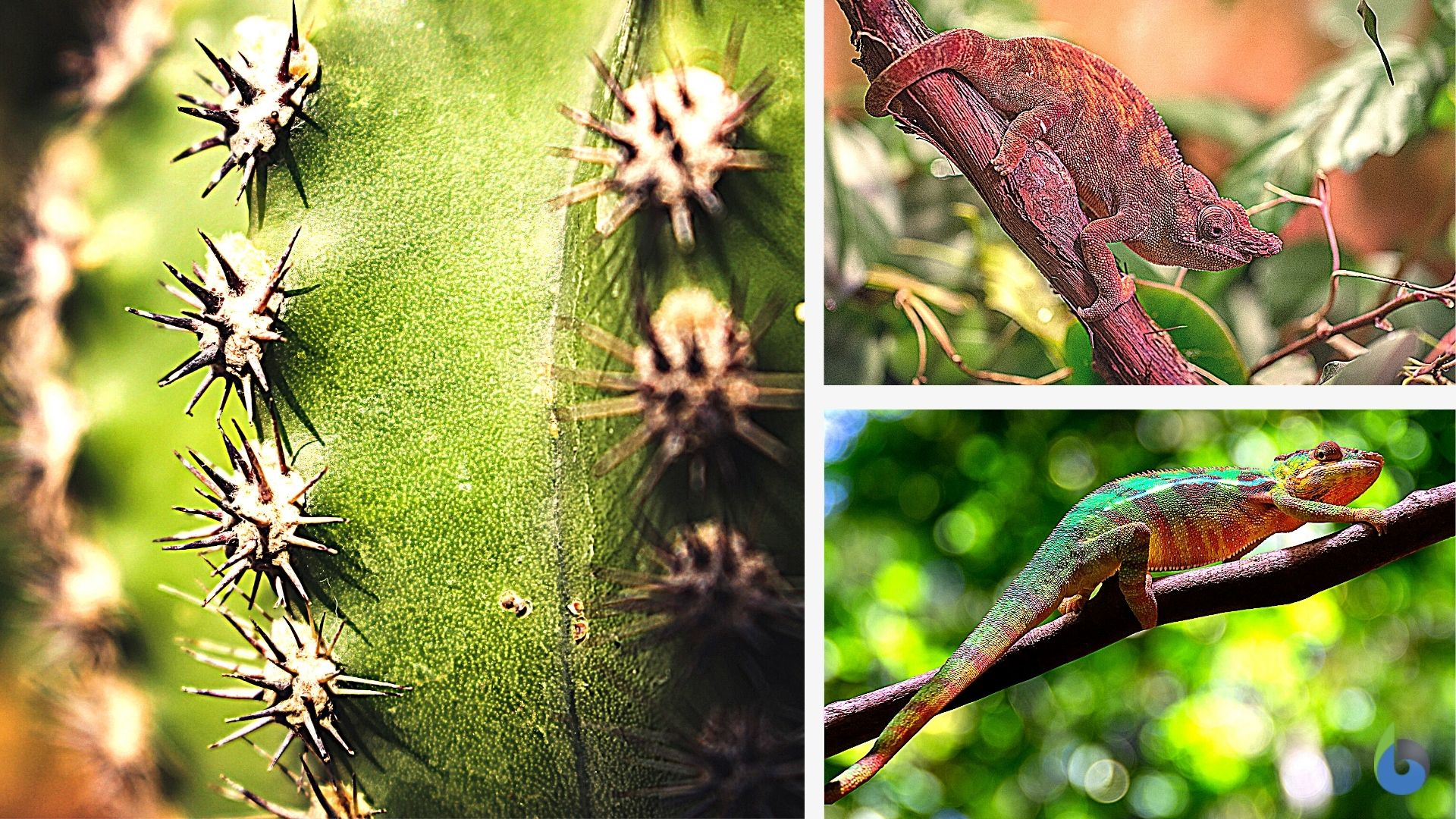 structural adaptations in plant and animal example