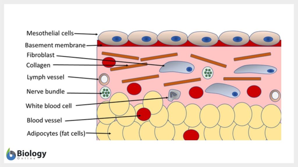 structure of mesothelium diagram
