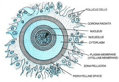 structure of ovum by Samiksha