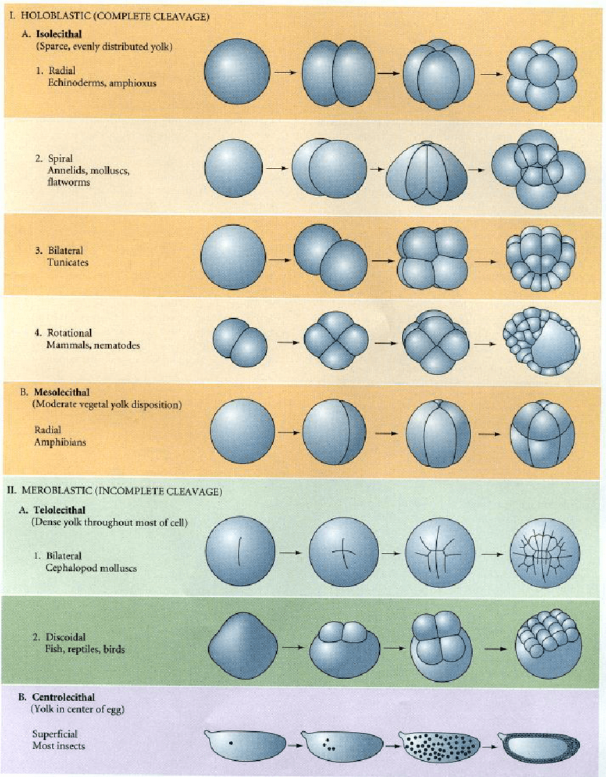 summary of the different holoblastic and meroblastic cleavage patterns