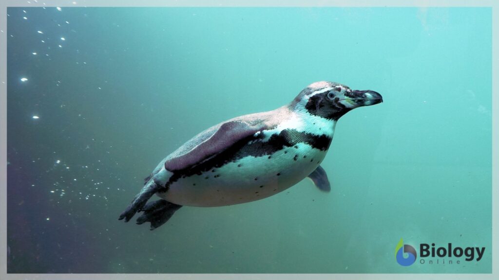 swimming penguin