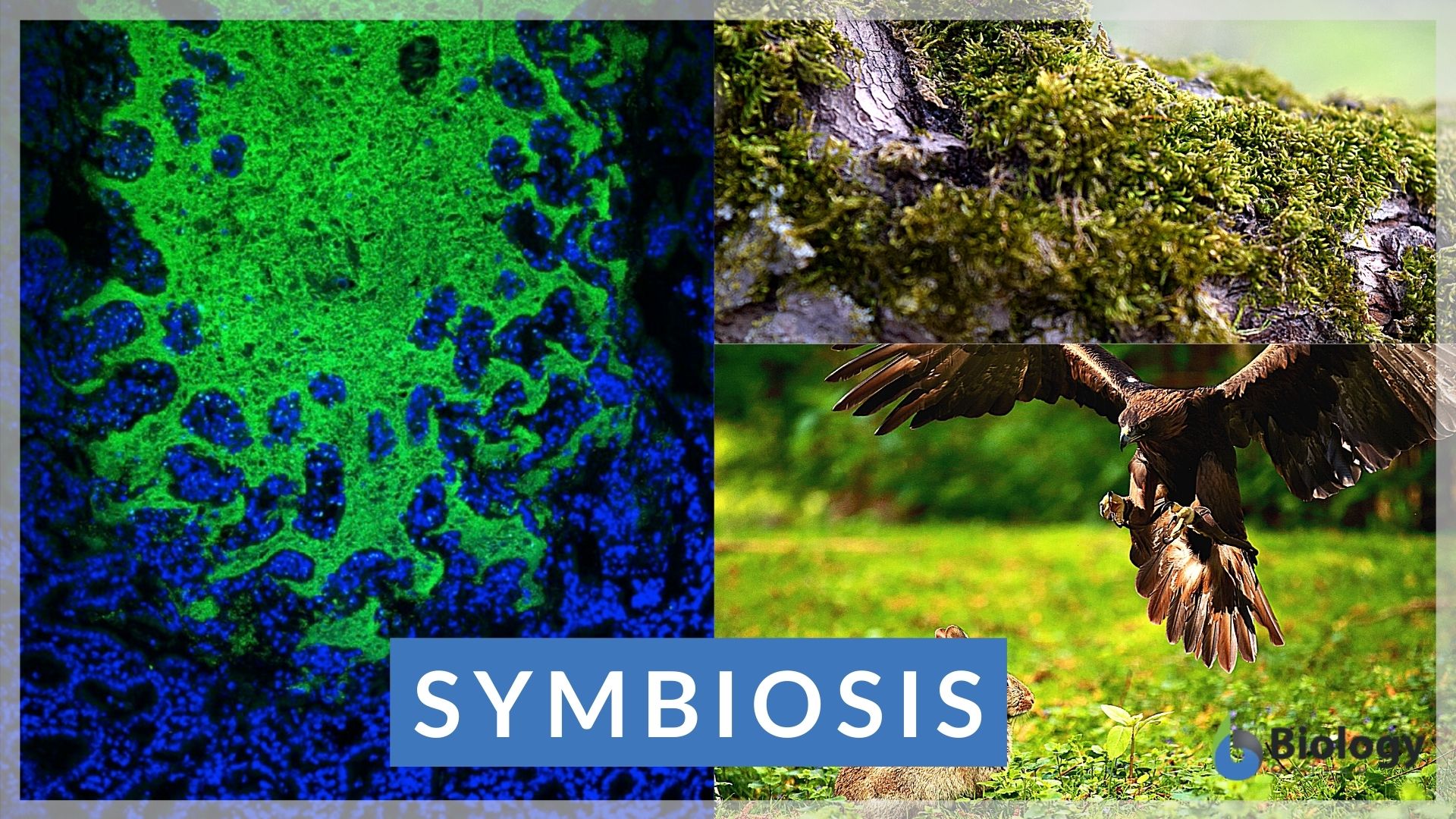 Symbiosis - Definition and Examples - Biology Online Dictionary
