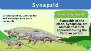 synapsid - definition and examples