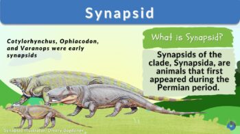 synapsid - definition and examples