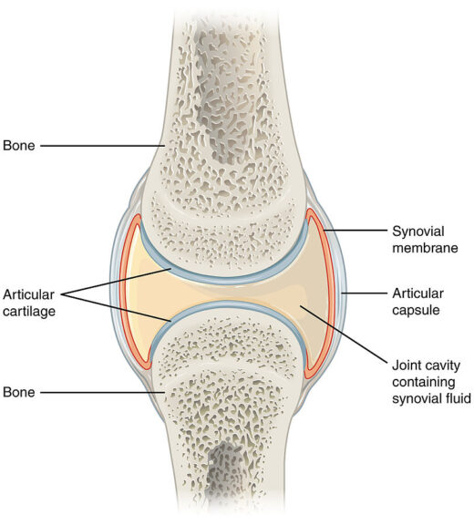 synovial joint and articular cartilage