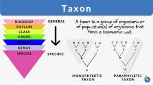 taxon definition, types and examples