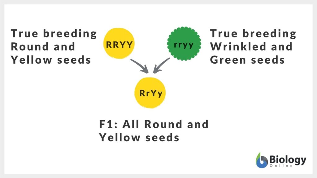 test cross F1 diagram