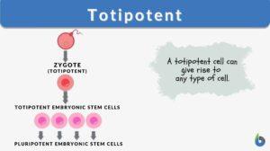 totipotent definition and examples