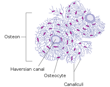 transverse section of the fibula