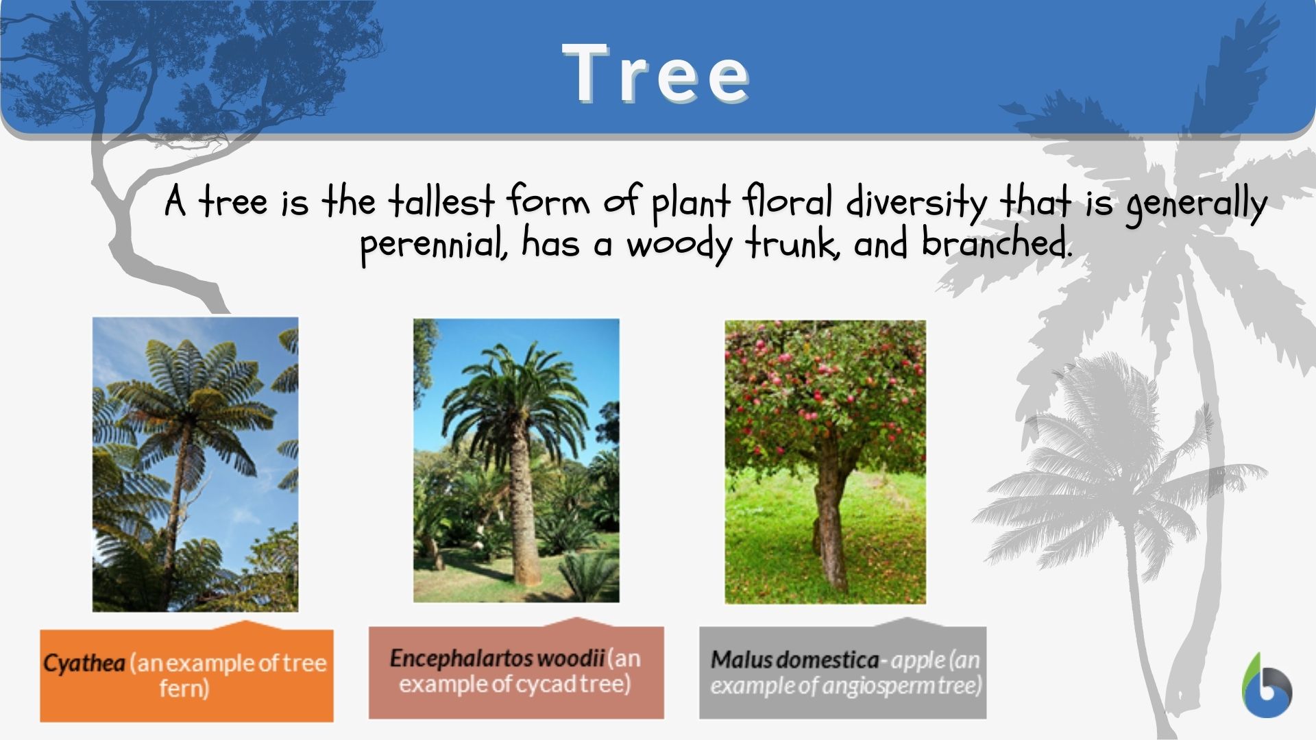 Tree - Definition and Examples - Biology Online Dictionary