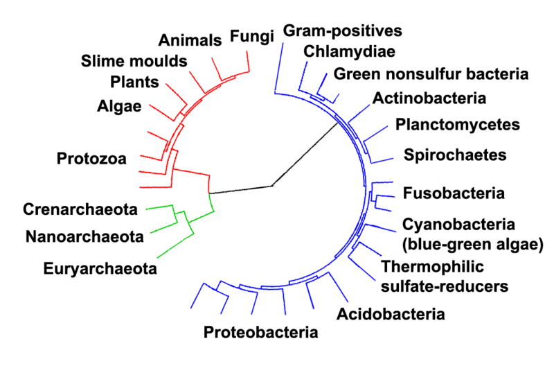 tree of life - phylogenetic tree