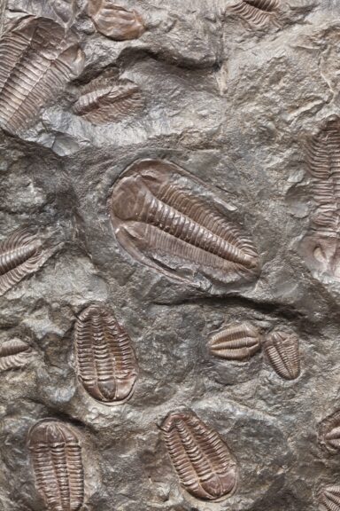 Trilobites