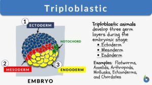 triploblastic definition and examples