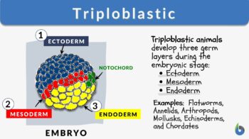 triploblastic definition and examples