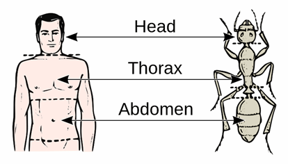 triploblastic human and insect diagram